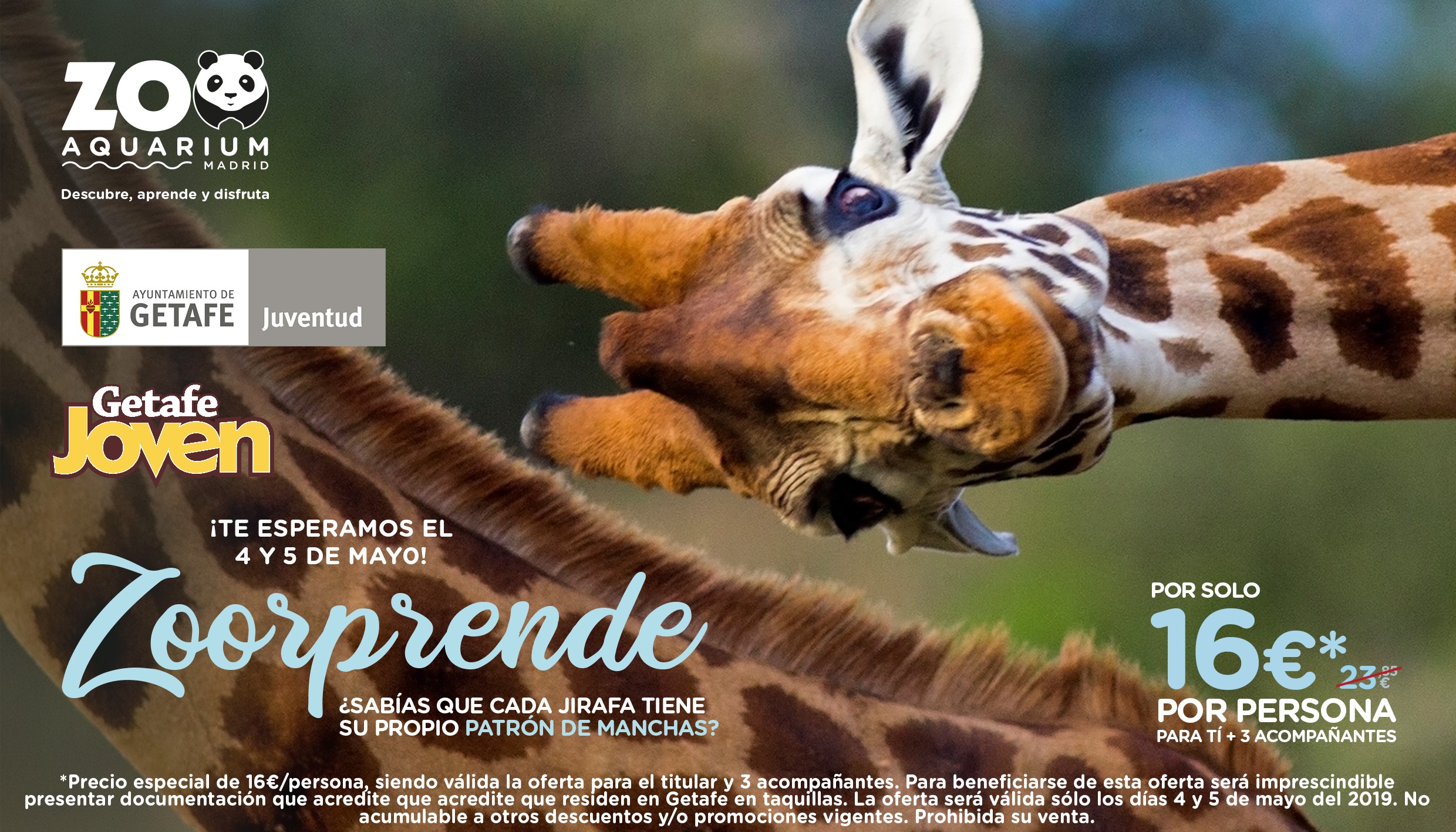 ¿Sabías que cada jirafa tiene su propio patrón de manchas? Descubre esto y mucho más en el OPEN DAY del Zoo para los vecinos de Getafe